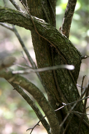 Snake-like trees